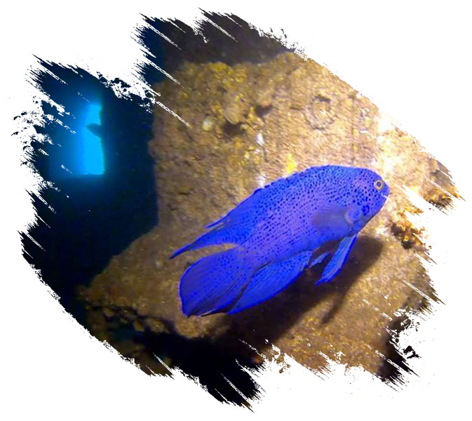 Blue Fish Under Water