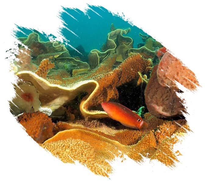 Orange Fish Underwater